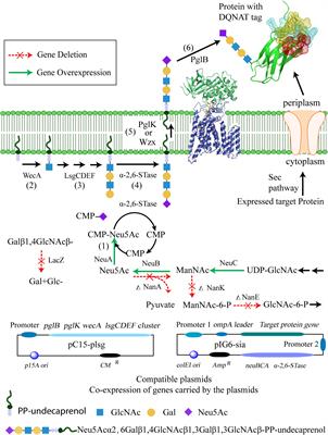 An Engineered Pathway for Production of Terminally Sialylated N-glycoproteins in the Periplasm of Escherichia coli